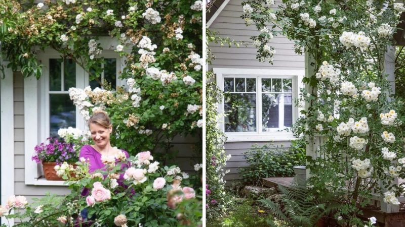 Beauty and Romance of a Self-Created English Cottage Garden in Germany