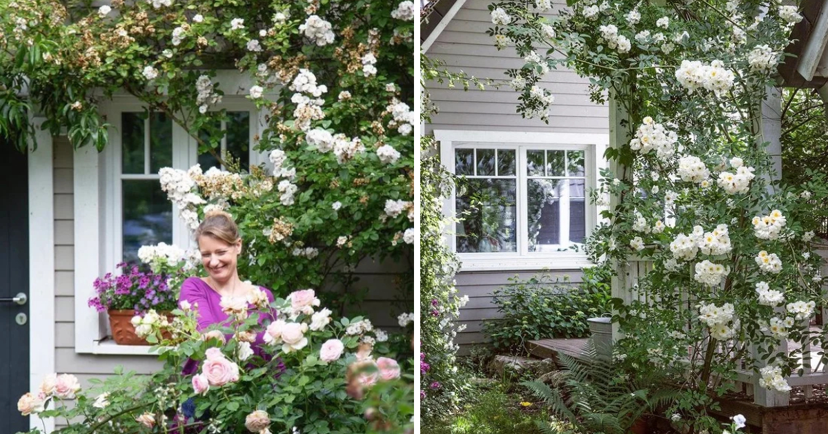 Beauty and Romance of a Self-Created English Cottage Garden in Germany
