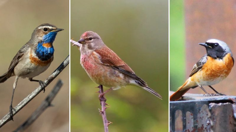 Beauty of Bird in The Garden: Captivating Images and Melodious Calls