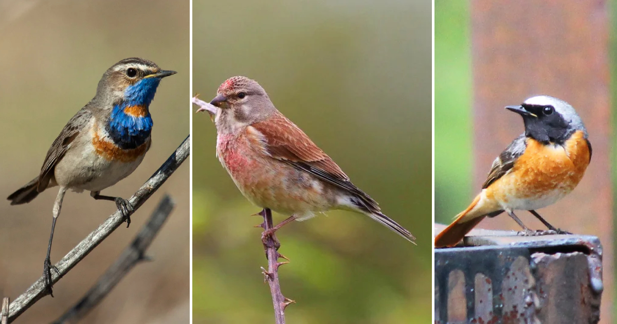 Beauty of Bird in The Garden: Captivating Images and Melodious Calls