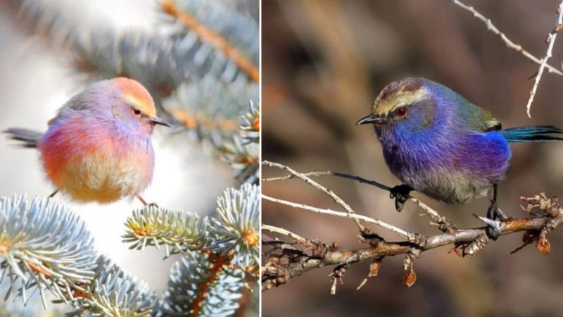 Behold the Enchanting Beauty of the Avian Realm