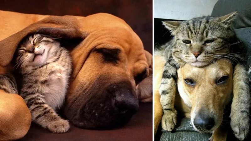 Beyond Imagination: The Adorable Love Story of a Dog-Cat Duo