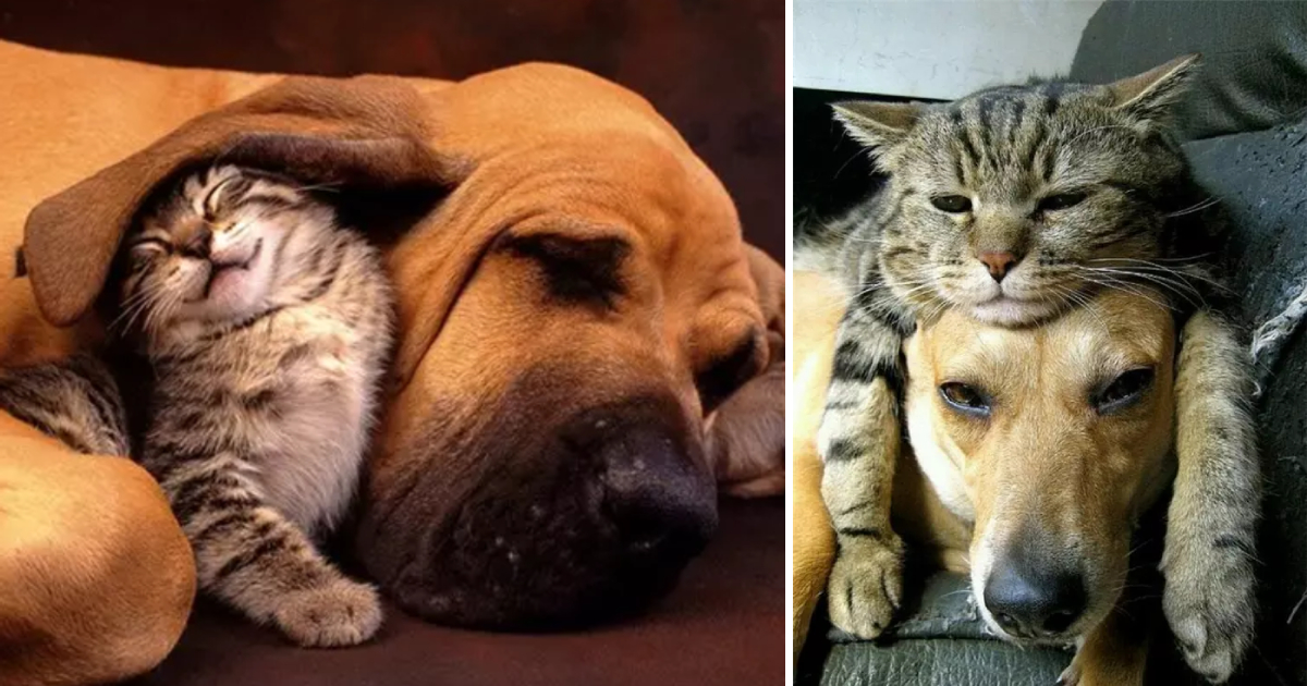 Beyond Imagination: The Adorable Love Story of a Dog-Cat Duo