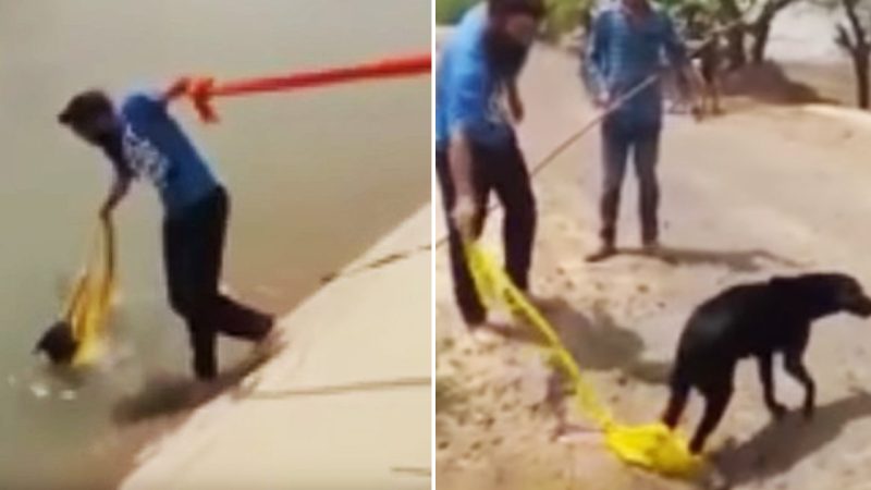 Brave Action Man Removes Turban to Rescue Drowning Dog