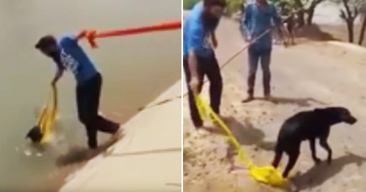 Brave Action Man Removes Turban to Rescue Drowning Dog