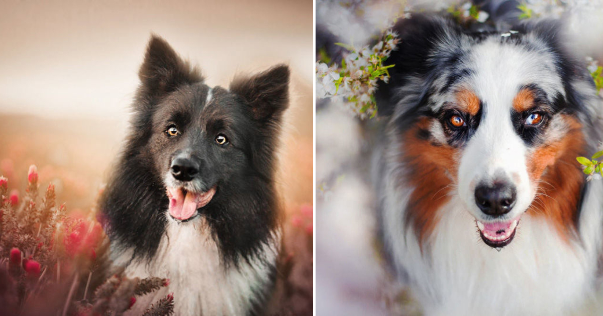 Careful, Too Cute Puppies! Touching Photos of Dogs by Kristina Kvapilova