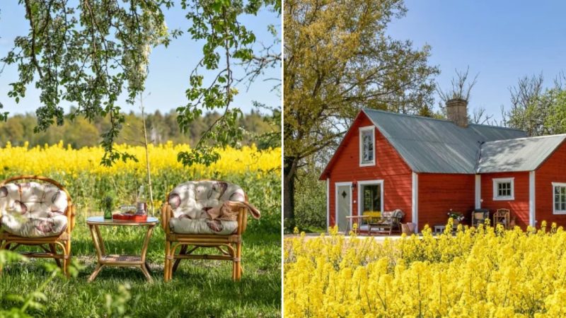 Charming Island Getaway: A Dreamy Swedish Cottage in Yellow Rapeseed Fields