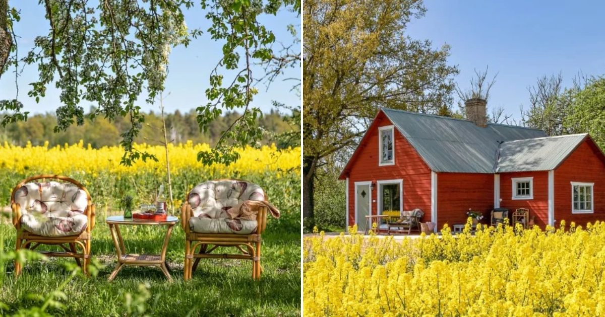 Charming Island Getaway: A Dreamy Swedish Cottage in Yellow Rapeseed Fields