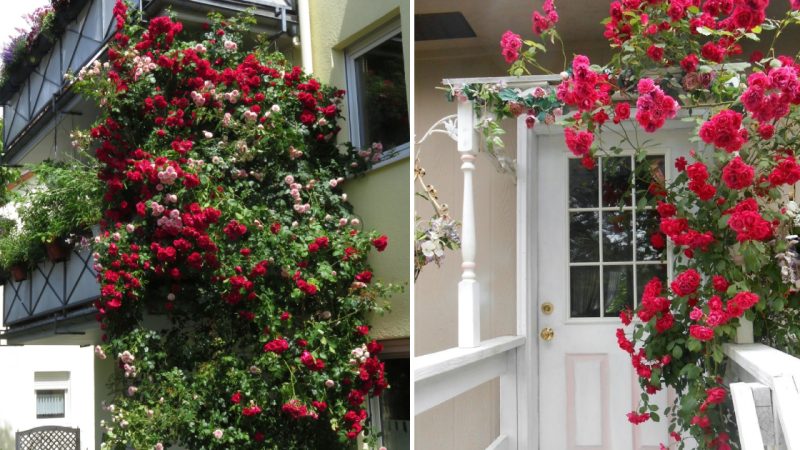 Climbing Roses On The Balcony Look Incredibly Beautiful