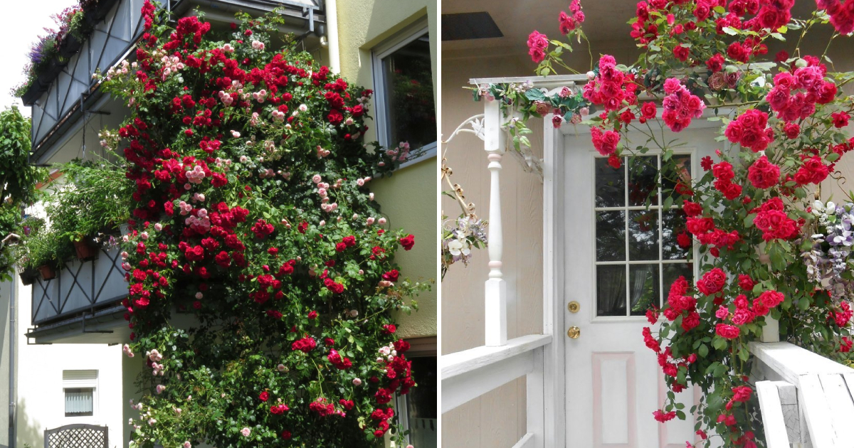 Climbing Roses On The Balcony Look Incredibly Beautiful