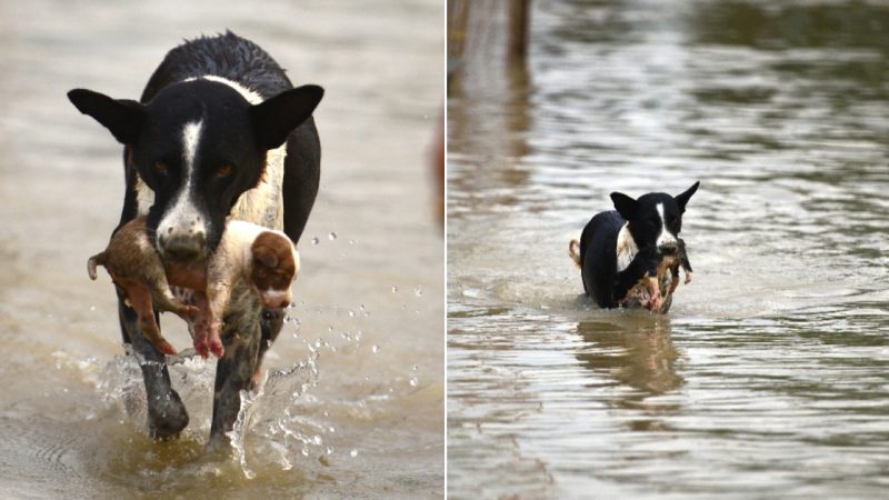 Courageous Dog Becomes Symbol of Floods as She Saves Her Puppies