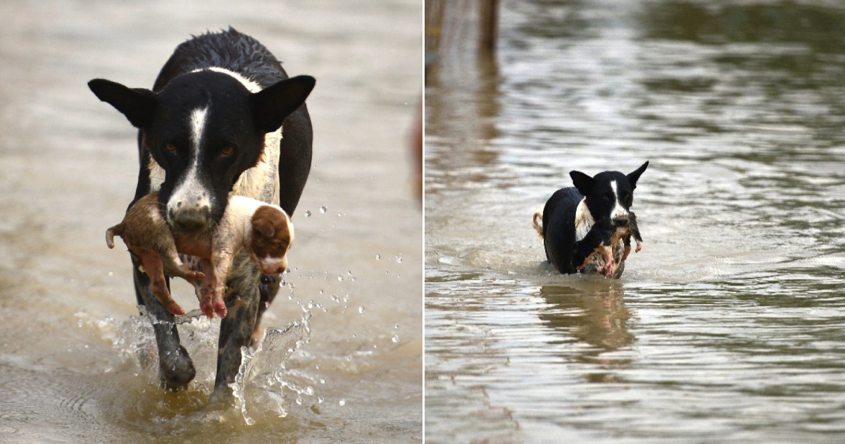 Courageous Dog Becomes Symbol of Floods as She Saves Her Puppies