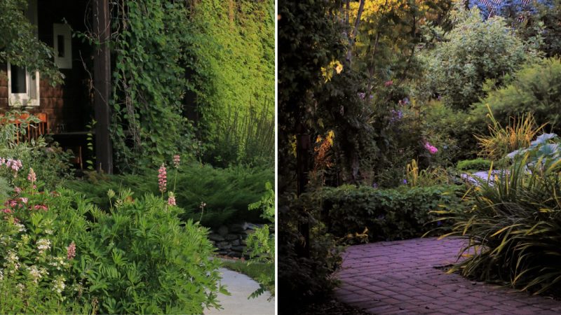 Creating a Breathtaking Natural Garden: Vladimir and Liliya Maltsev’s DIY Masterpiece