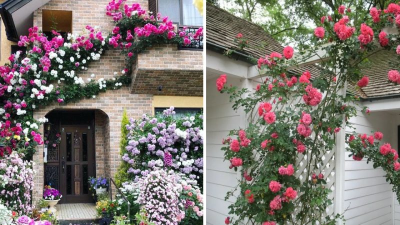 Cultivating Climbing Roses Transforms a Garden into a Unique Relaxation Retreat