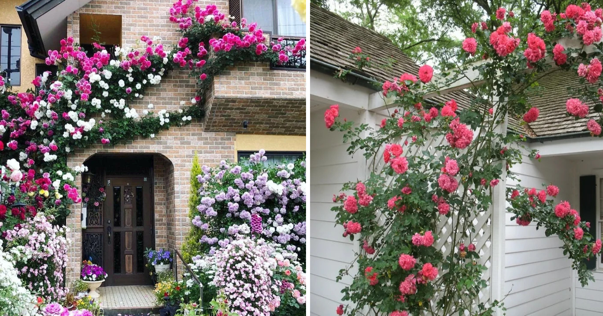 Cultivating Climbing Roses Transforms a Garden into a Unique Relaxation Retreat