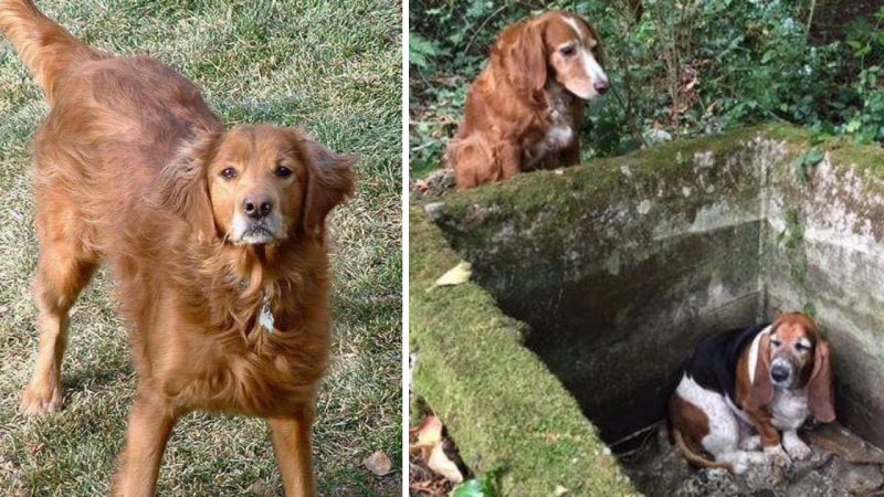 Dedicated Dog Keeps Vigil for Trapped Companion, Braving a Week Until Rescue Arrives