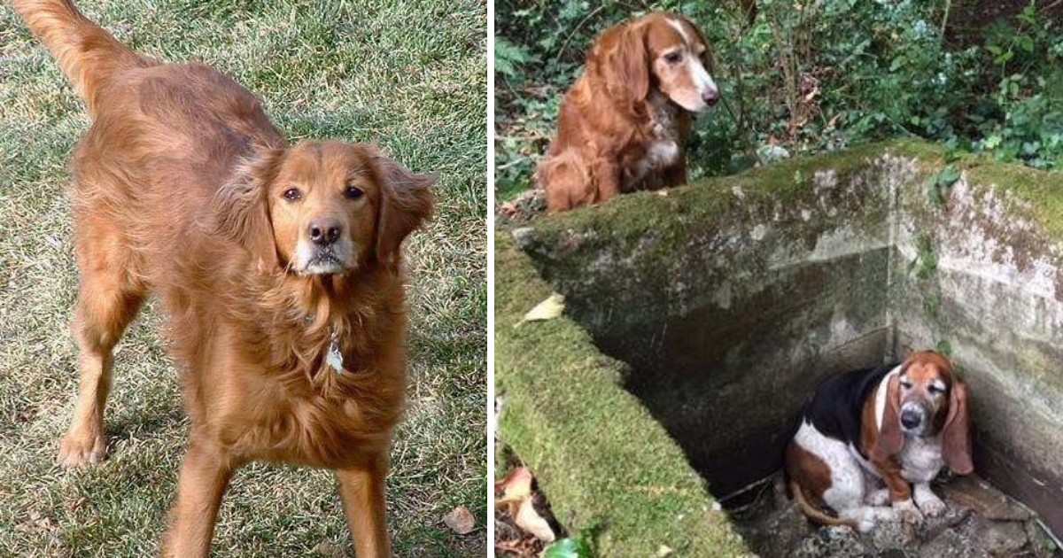 Dedicated Dog Keeps Vigil for Trapped Companion, Braving a Week Until Rescue Arrives