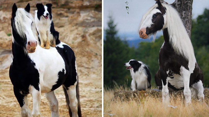 Do You Believe That Dogs and Horses Are Born From The Same Mother?