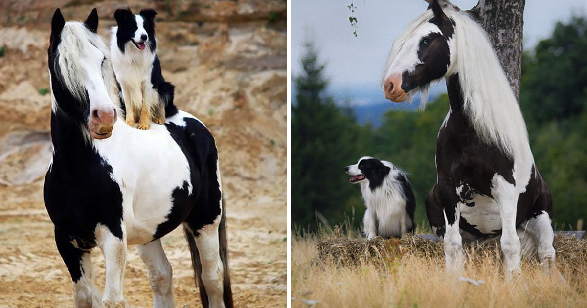 Do You Believe That Dogs and Horses Are Born From The Same Mother?