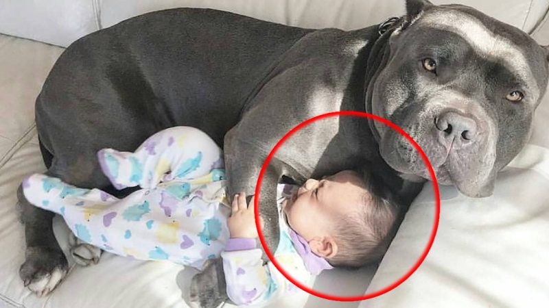 Dog Refuses To Let Baby Sleep Alone, Parents Find Out Why And Call The Police