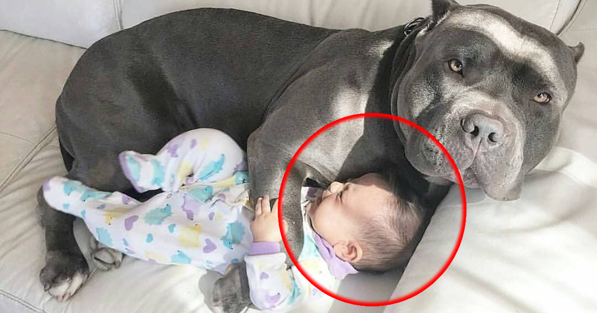 Dog Refuses To Let Baby Sleep Alone, Parents Find Out Why And Call The Police