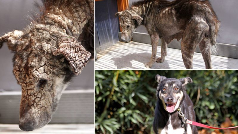 Dog Who Turned To Stone Overcomes Fear of Human Touch and Demands Belly Rubs
