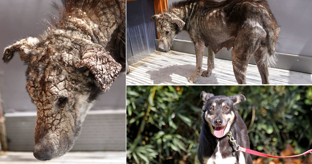 Dog Who Turned To Stone Overcomes Fear of Human Touch and Demands Belly Rubs