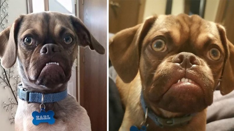 Earl the Grumpy Puggle Takes on Grumpy Cat in an Epic Grump-Off!