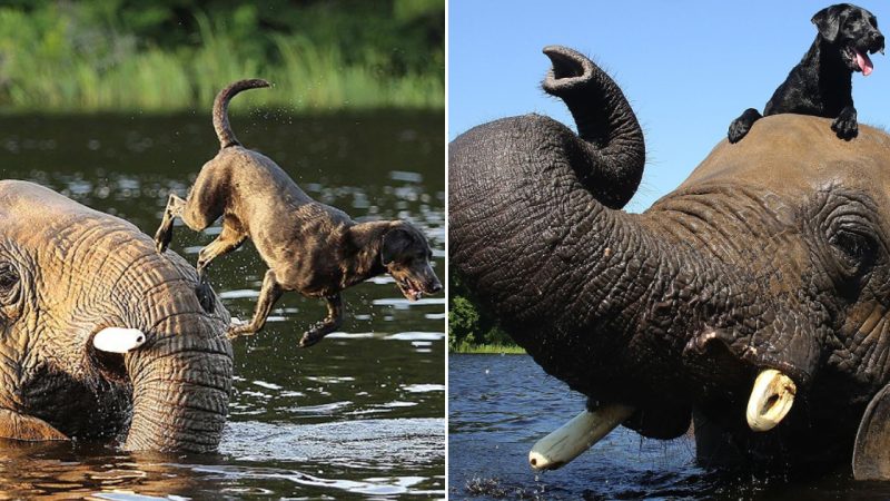 Elephant and Bella the Labrador’s Endearing Friendship through Swimming