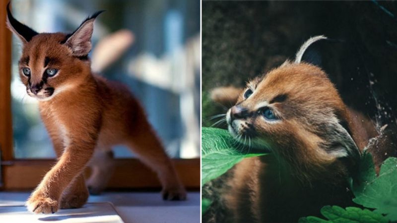 Enchanting and Dangerous: The Beautiful Cat with Black Ears and Fiery Red Fur