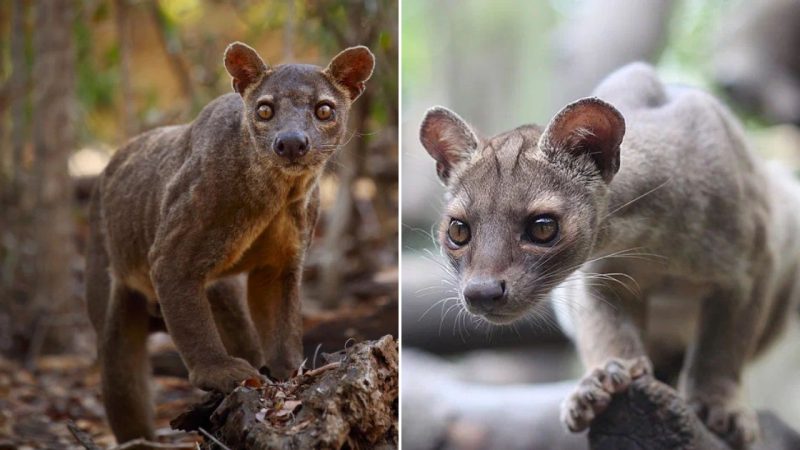 Fossa: “The Queen of Madagascar.” The fiercest predator on the island.