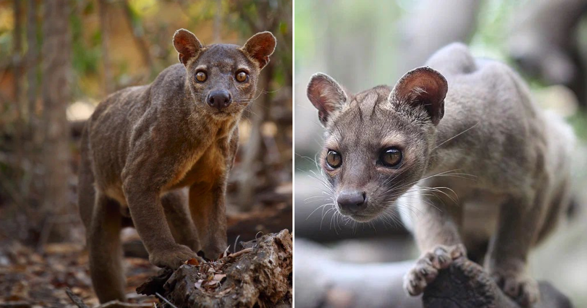 Fossa: “The Queen of Madagascar.” The fiercest predator on the island.