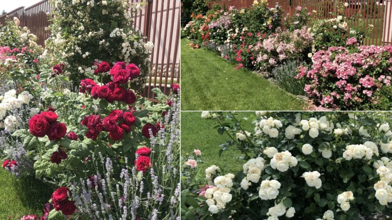 Frost-Resistant Roses That Don’t Require Protection