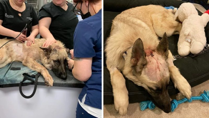 German Shepherd Defies Odds, Recovers Miraculously After Being Shot Alongside Owner