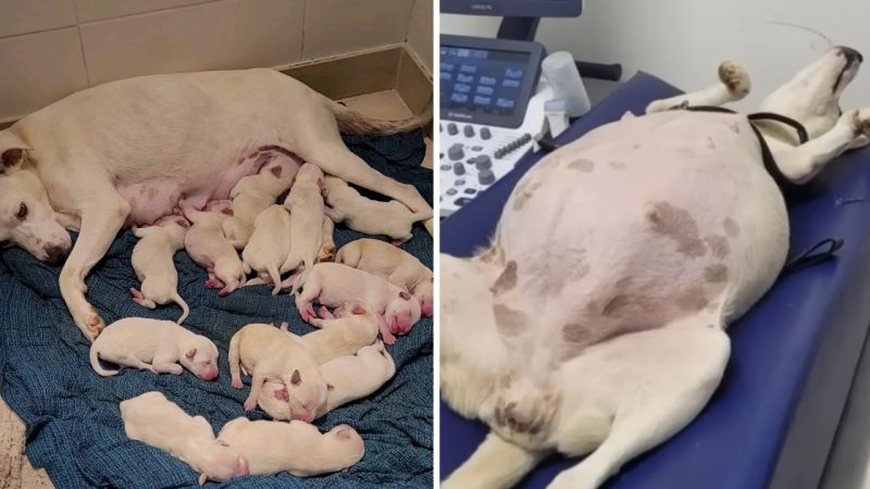 Girl’s Heartwarming Assistance to Abandoned Pregnant Dog Gives Birth to 14 Adorable Puppies ( VIDEO Story )