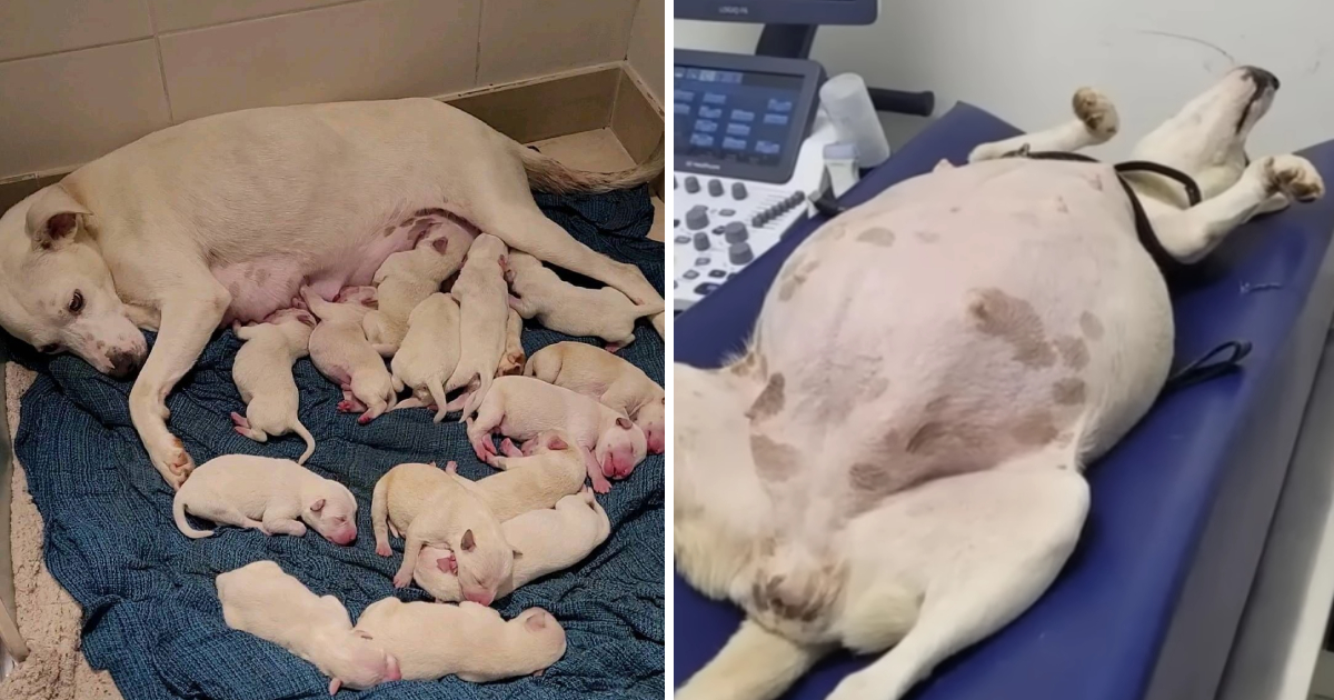 Girl’s Heartwarming Assistance to Abandoned Pregnant Dog Gives Birth to 14 Adorable Puppies ( VIDEO Story )