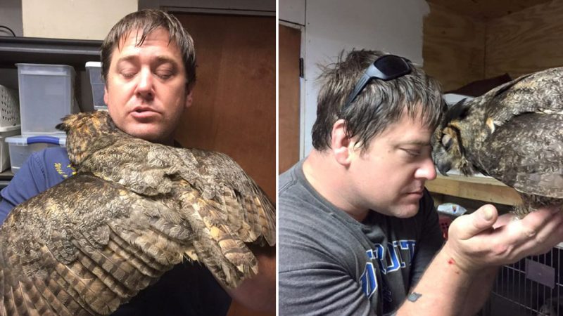 Gives Him The Most Heartfelt Hug – Owl Recognizes The Man Who Saved Her