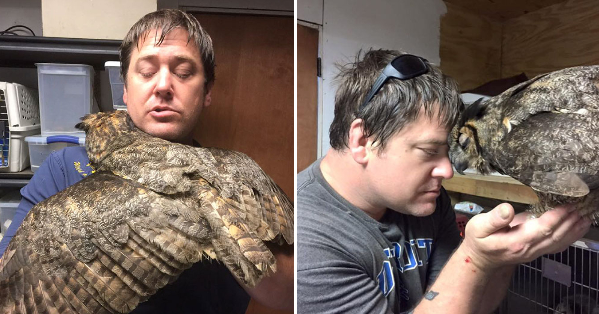 Gives Him The Most Heartfelt Hug – Owl Recognizes The Man Who Saved Her