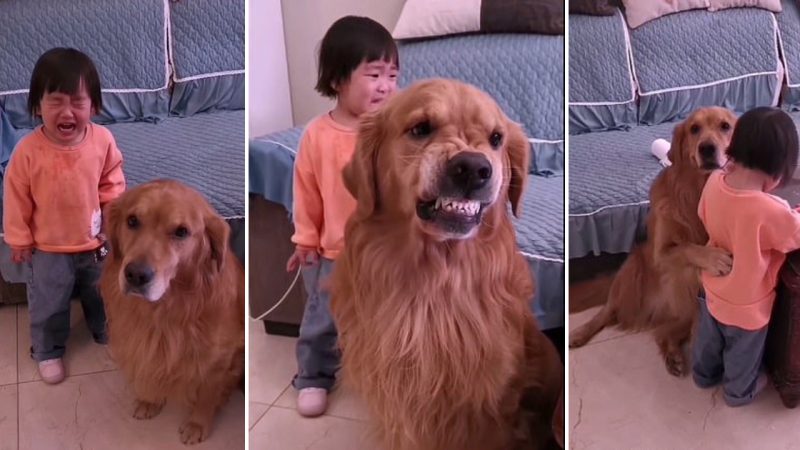 Golden Retriever’s Unwavering Loyalty: Protecting and Comforting a Crying Little Girl