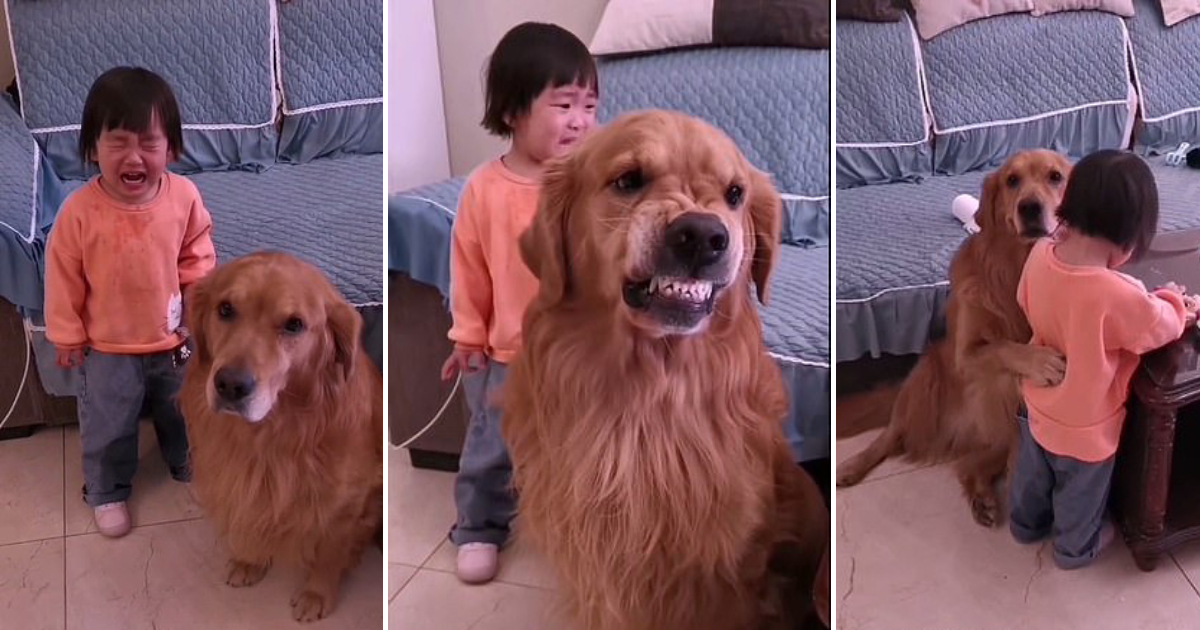 Golden Retriever’s Unwavering Loyalty: Protecting and Comforting a Crying Little Girl