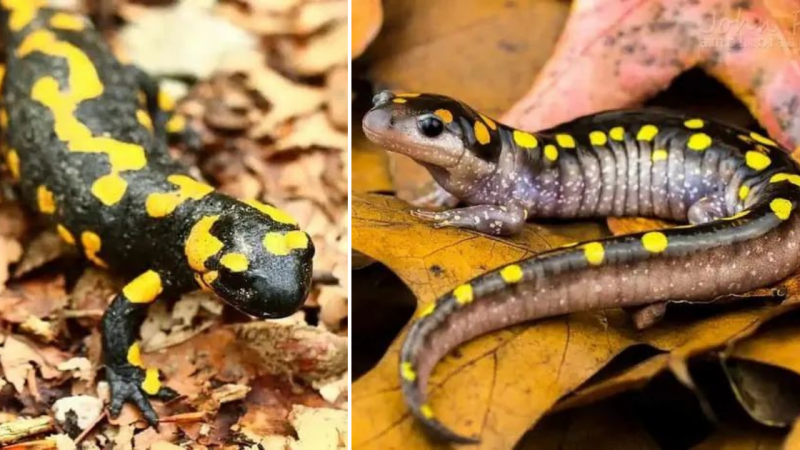 Golden-Spotted Salamander: Utilizing Solar Energy for Nutrition