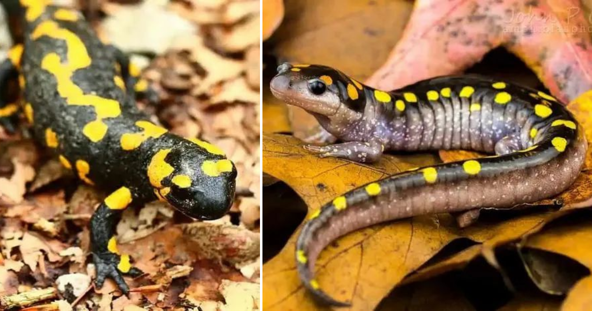 Golden-Spotted Salamander: Utilizing Solar Energy for Nutrition