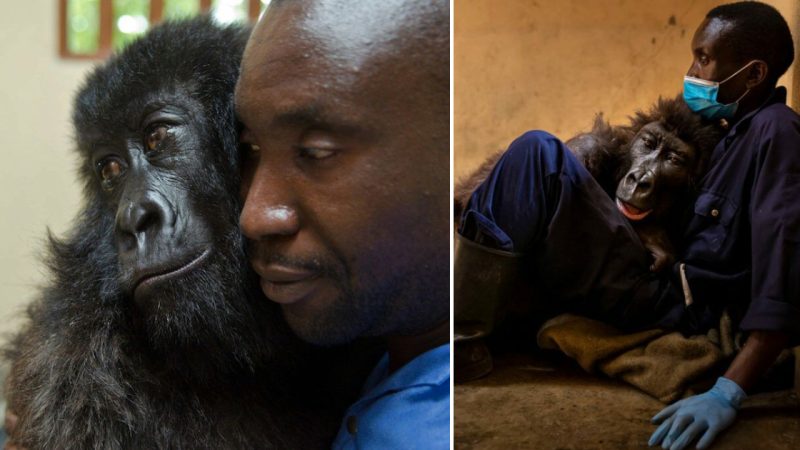 Gorilla’s Final Moments Filled with Love as She Cuddles the Man Who Rescued Her as a Baby