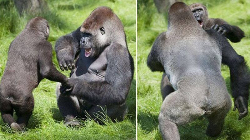 Heartwarming Moment as Two Gorillas Embrace Each Other After 3 Years Apart