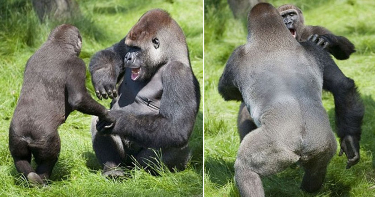 Heartwarming Moment as Two Gorillas Embrace Each Other After 3 Years Apart