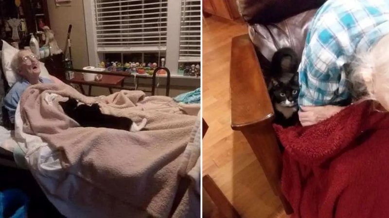 Heartwarming Story of a Devoted Cat Who Stays by Her Dying Best Friend’s Side