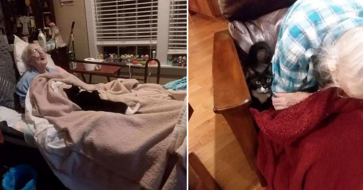 Heartwarming Story of a Devoted Cat Who Stays by Her Dying Best Friend’s Side