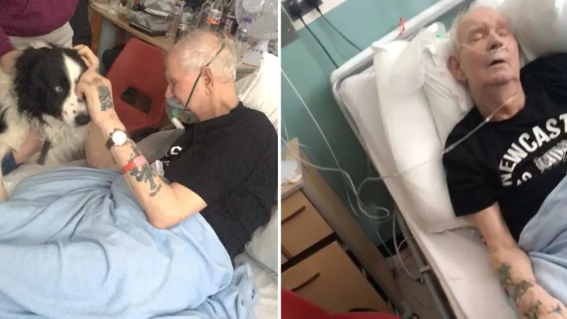 Heartwrenching Moment Grandpa’s Dying Wish to See Beloved Dog Comes True Before Passing