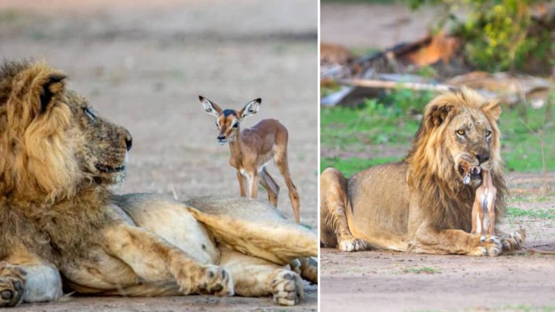 Heartwrenching Tale of a Young Impala’s Encounter with a Lion