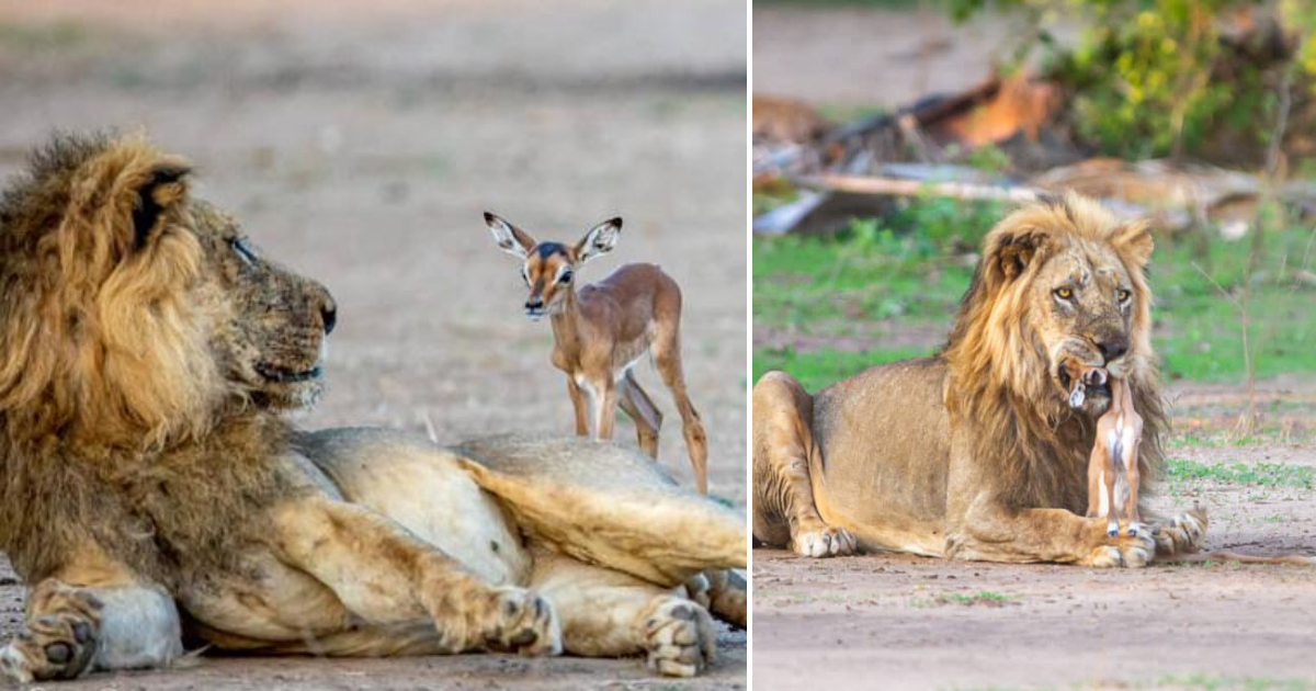 Heartwrenching Tale of a Young Impala’s Encounter with a Lion